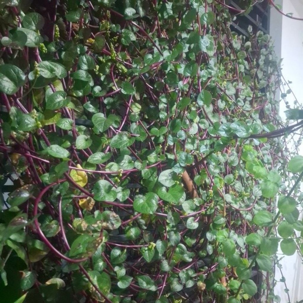 

50 lembar daun binahong merah segar
