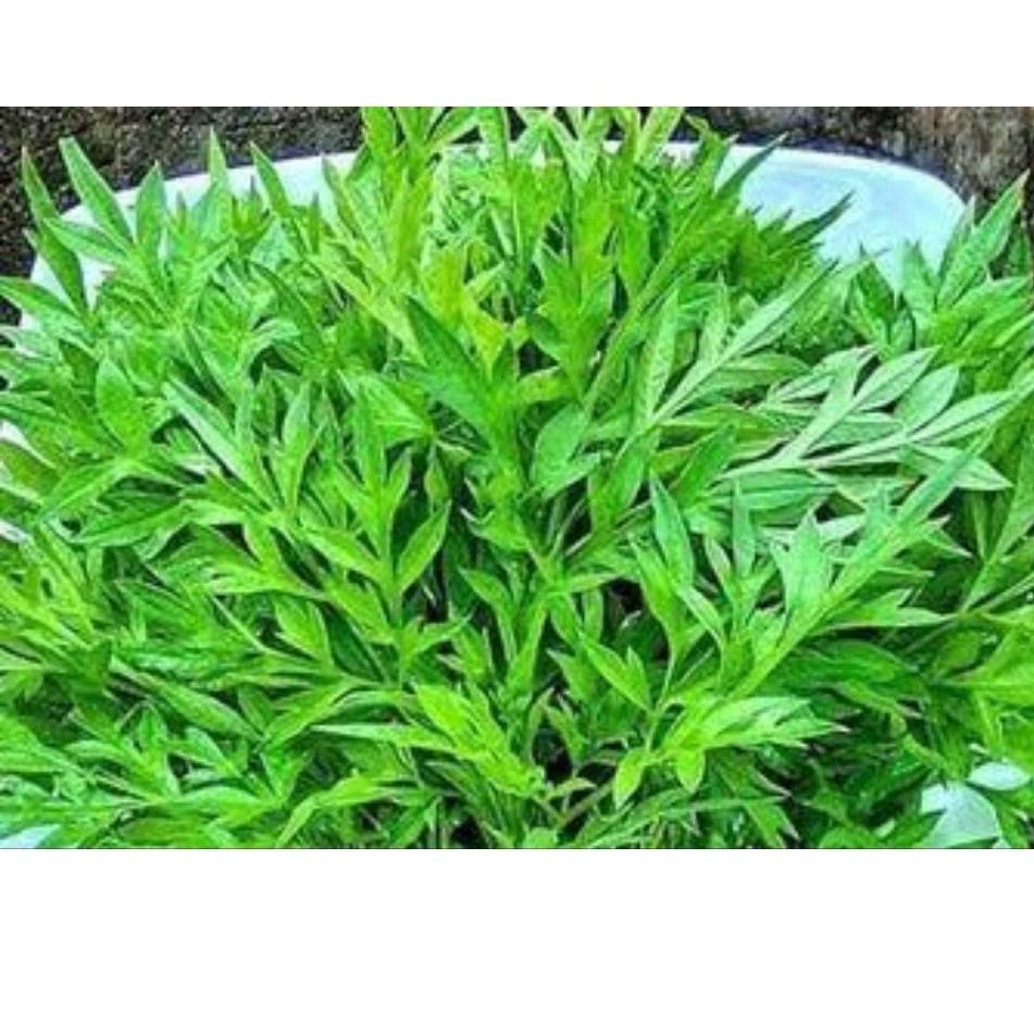 

Aneka lalapan Kenikir daun labu dan kecipir