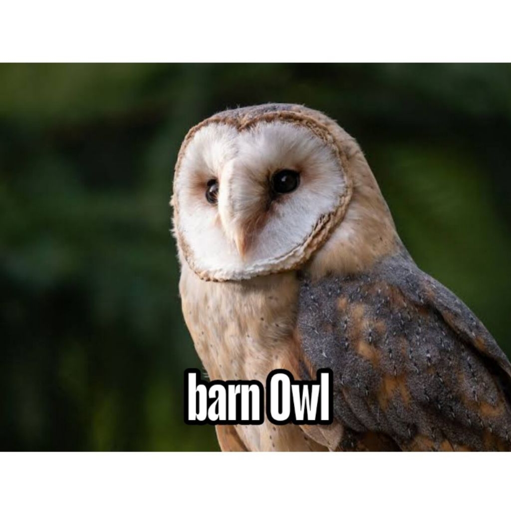 

promo Telur fertil hantu Barn Owl siap ditetaskan