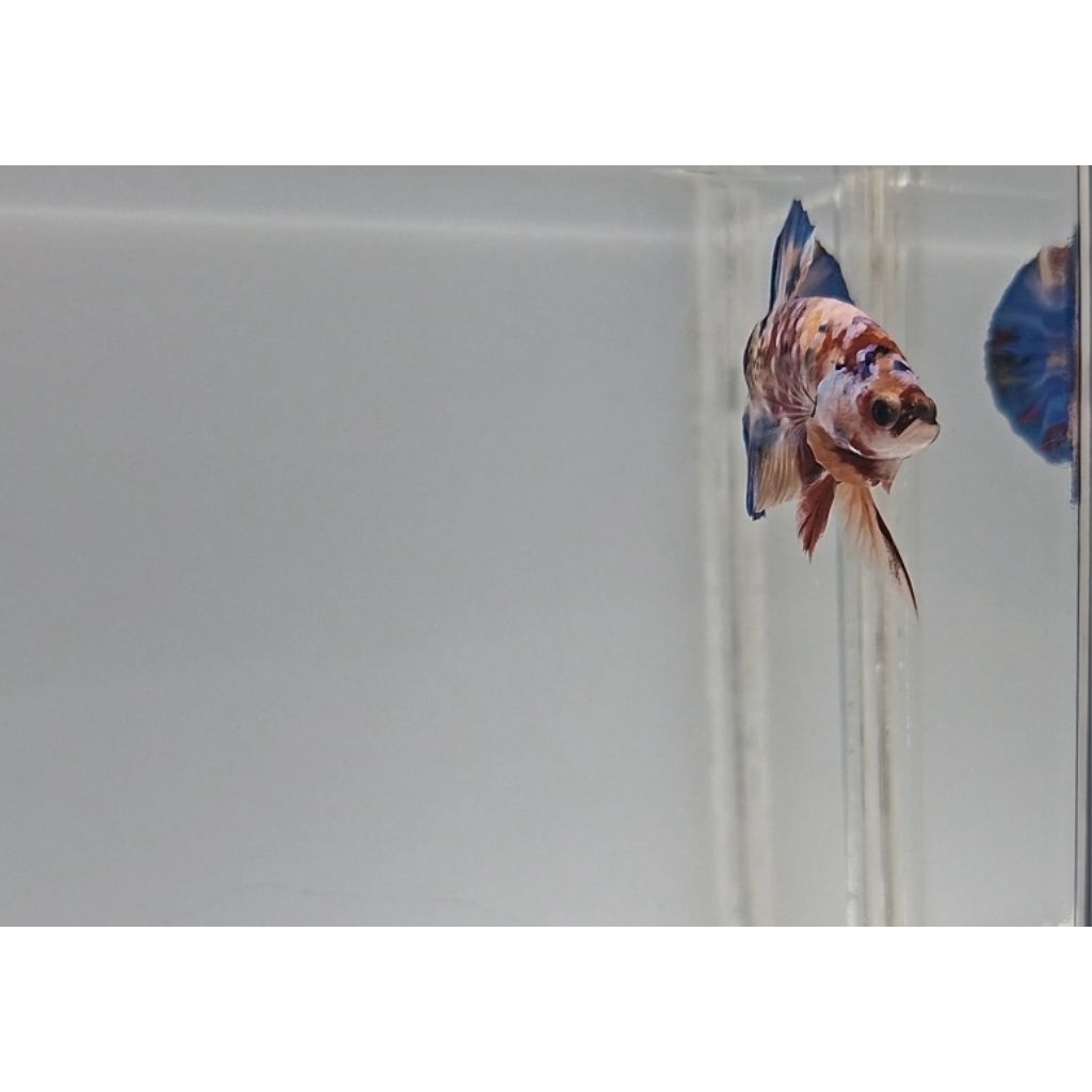 (offline, ranca ekek, kab. bandung, jawa barat) Hiasan Aquarium Betta Fish Nemo Galaxy Size M+