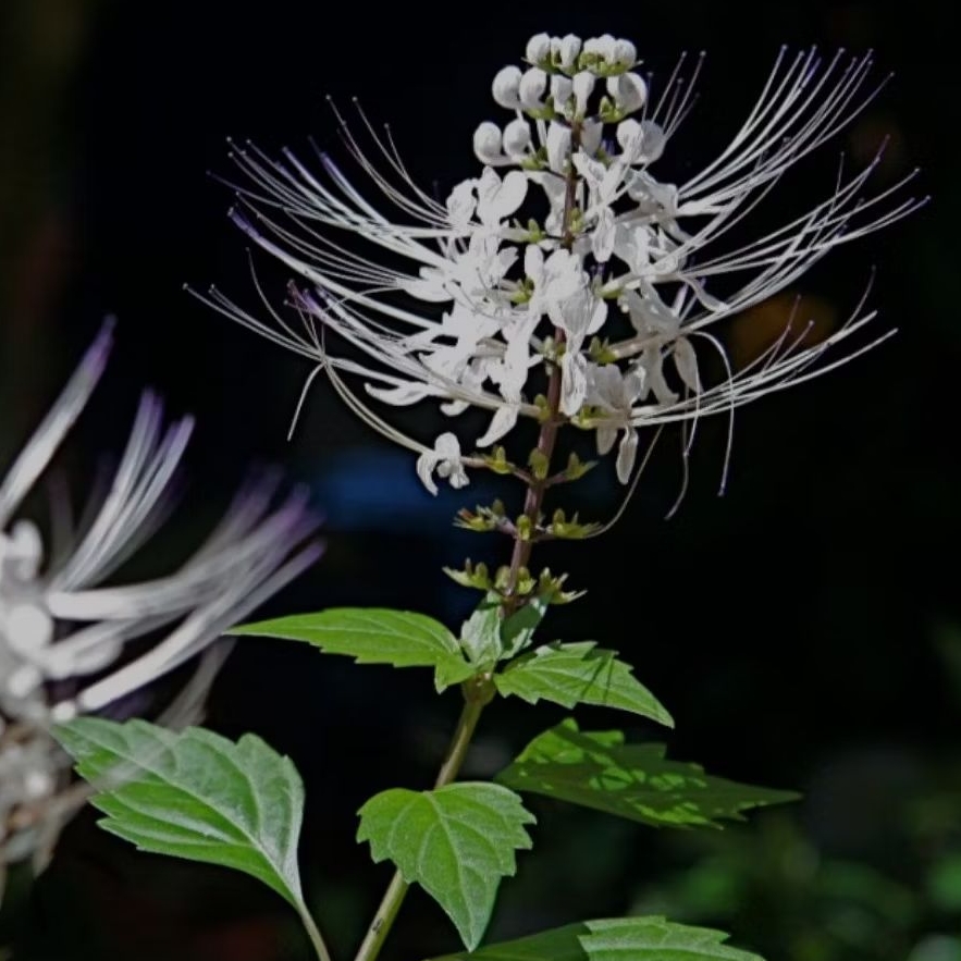 

Promo daun kumis kucing dan batang nya 1kg daun kumis ucing segar *