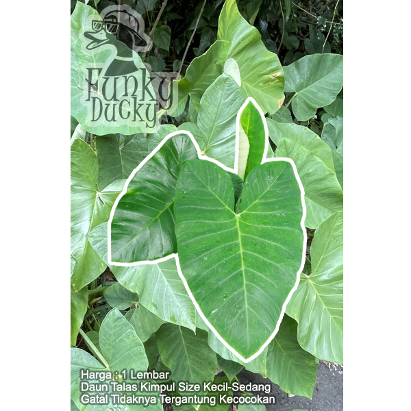 

Daun Talas Belitung Kimpul 1 Lembar Untuk Pakan Ikan Umpan Mancing Buntil