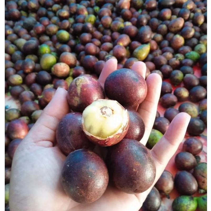 

Buah Matoa 1 Kg Fresh Dan Manis