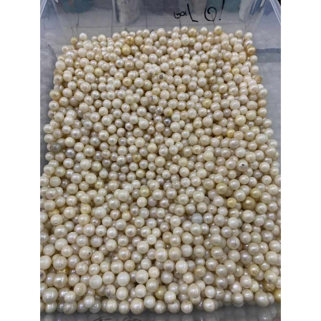 butiran mutiara laut asli lombok