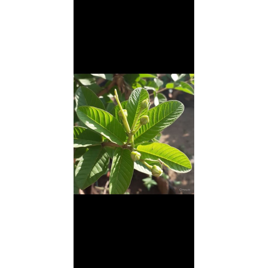 

Daun jambu biji fresh, ada pesan baru dipetik