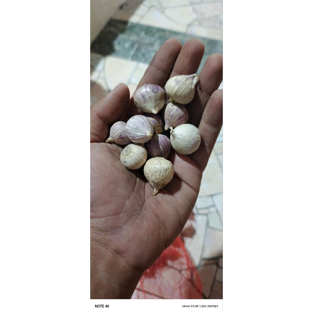 

bawang tunggal kemasan 100 gram