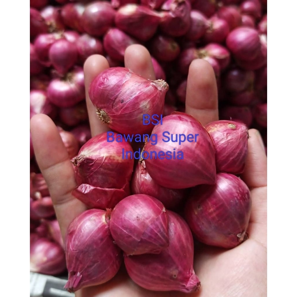 

Bawang Merah Super Indonesia Petani Lokal Kualitas Terbaik Dan Segar