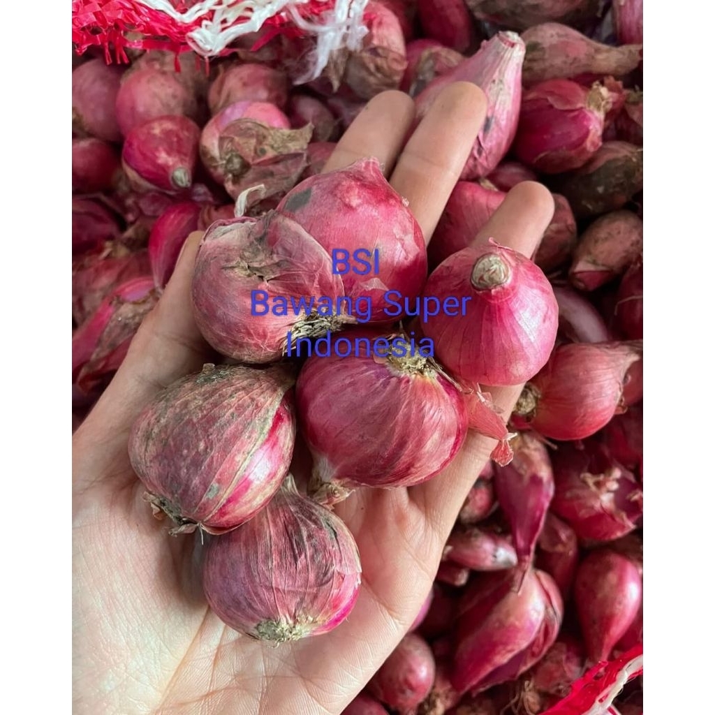 

Bawang Merah Super Indonesia Bawang Segar Lansung Dari Petani