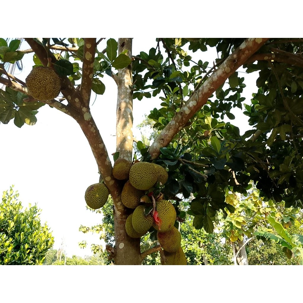 

Bibit Nangka Hiprida Hasil Okulasi Cepat Berbuah