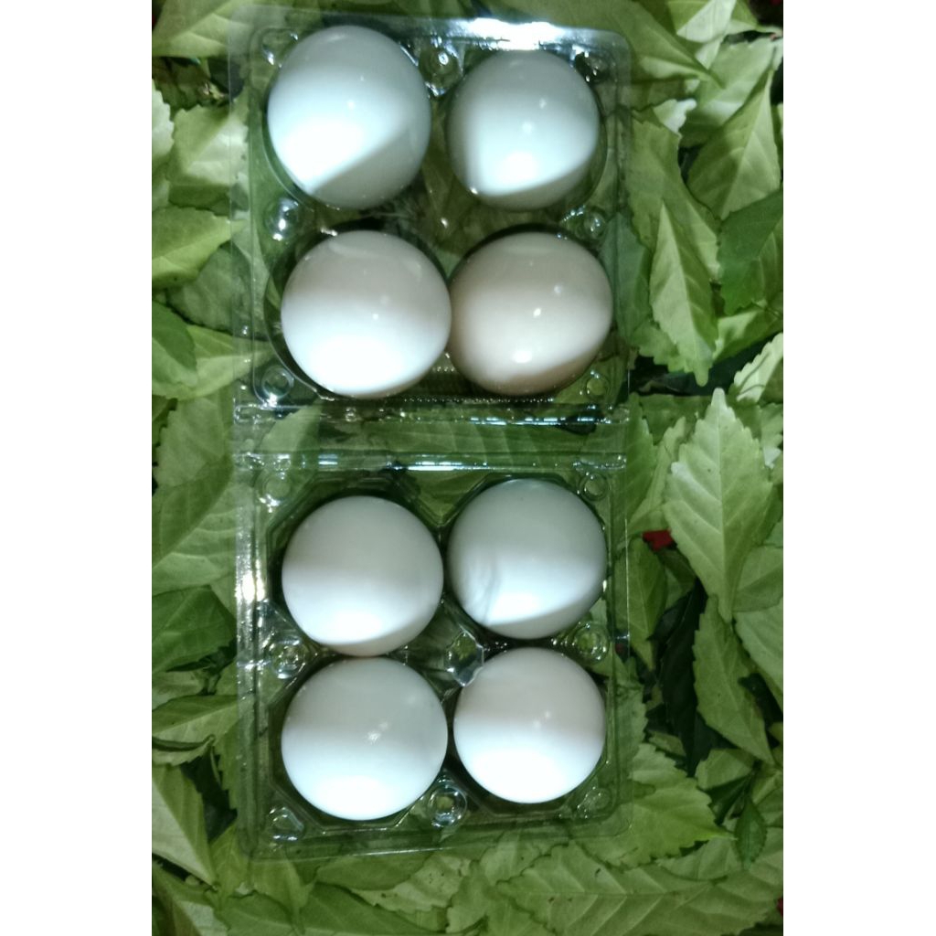 

TELUR ASIN MASIR MURAH PAKET 4-12 BUTIR