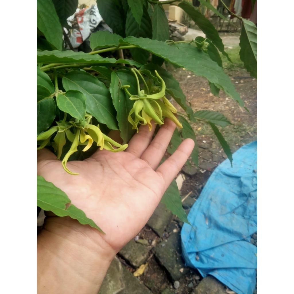 

bunga kenanga langsung petik 200grm