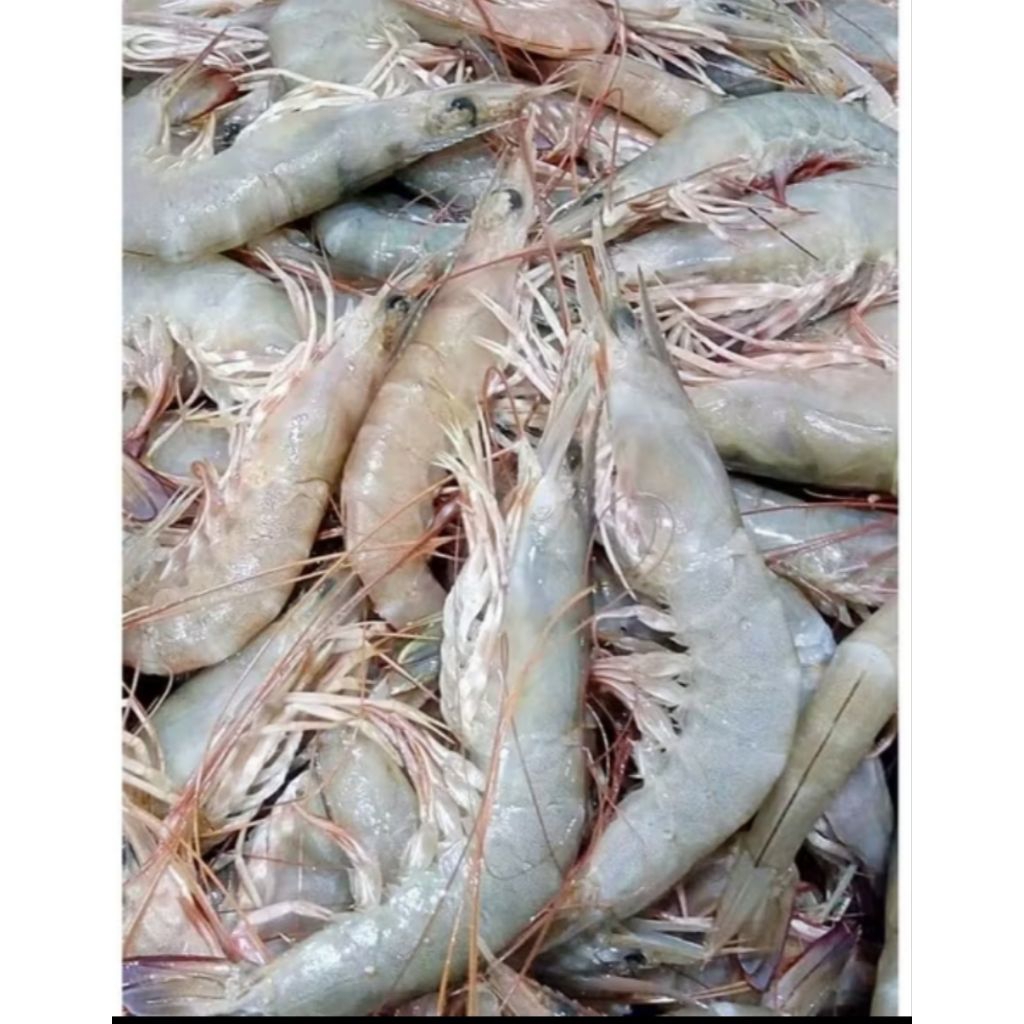 

udang vanami ukuran A segar 500gram bppn