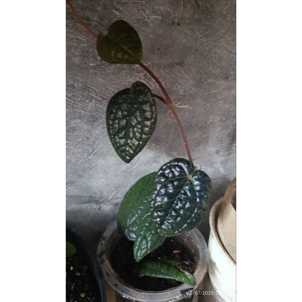 Sirih hitam papua oryginal