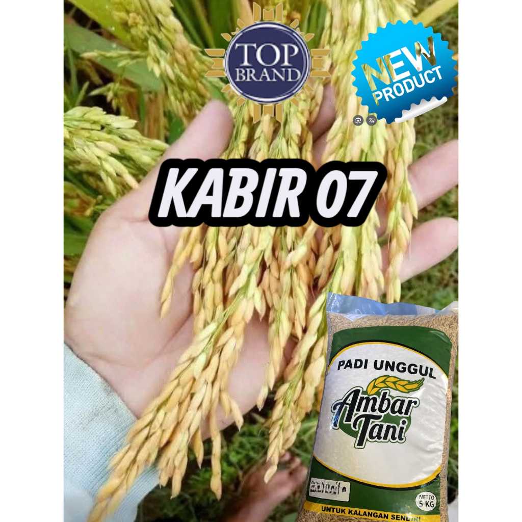 BENIH PADI KABIR 07 ORIGINAL PREMIUM