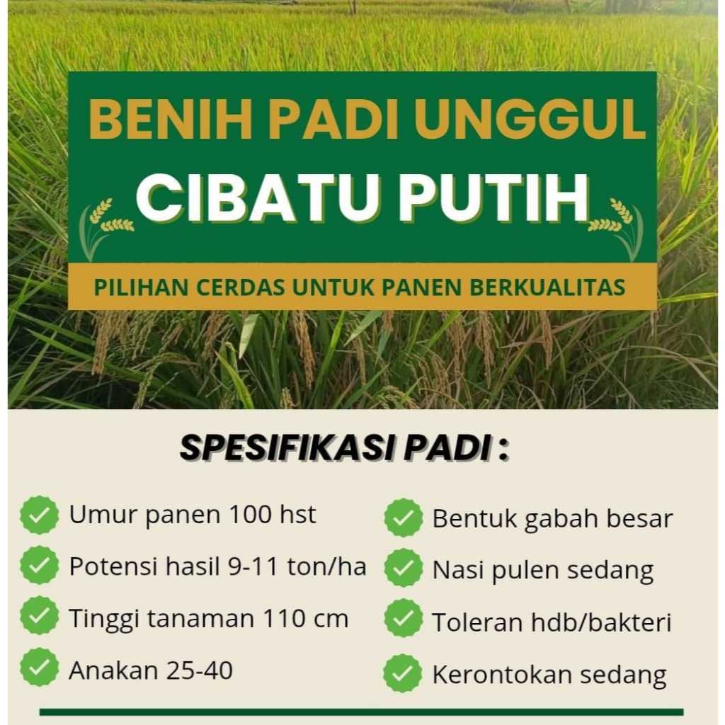 Raflezia Benih Padi Cibatu Putih Jumbo