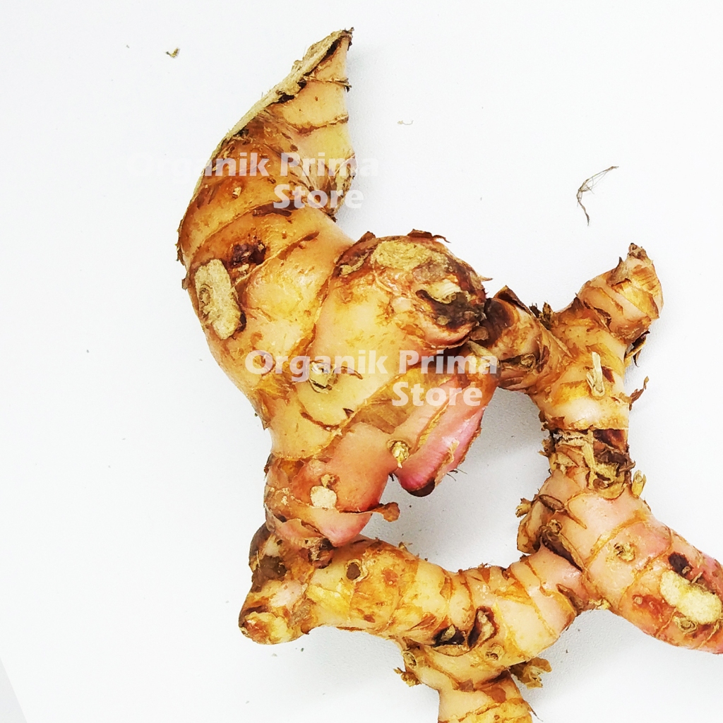 

Lengkuas Segar 500gr Laos Bersih dan Organik