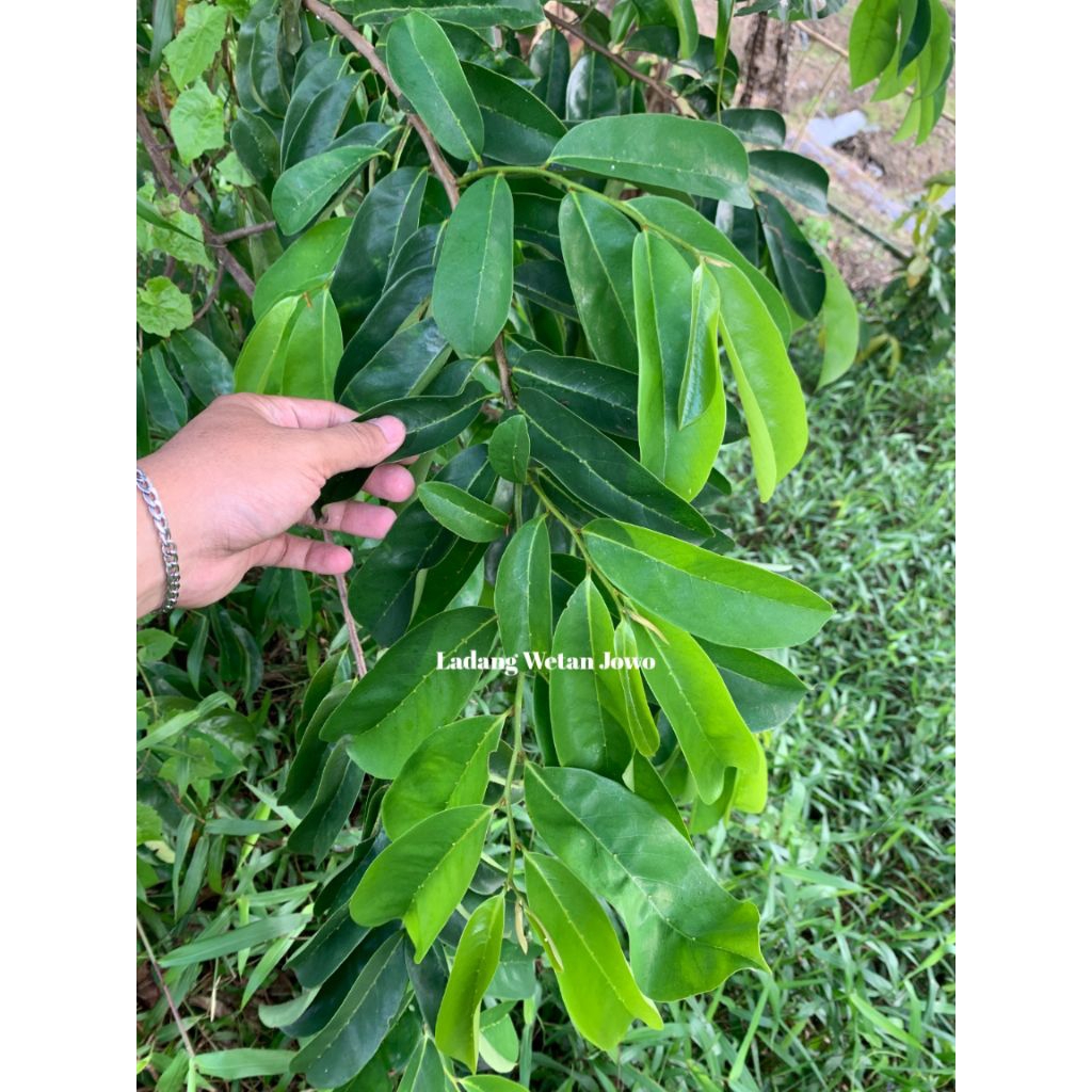 

Daun Sirsak Segar Organik Herbal Obat Kanker Daun Sirsak Segar Langsung Petik Daru Kebun