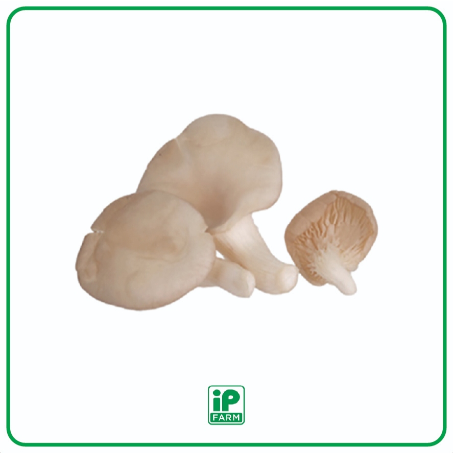 

Fresh Grey Oyster Mushroom / Jamur Tiram