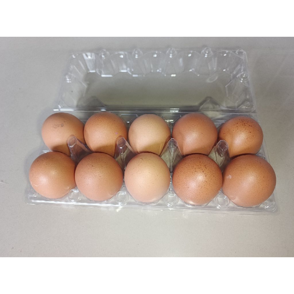 

Telor / Telur Ayam Fresh Isi 10 Butir