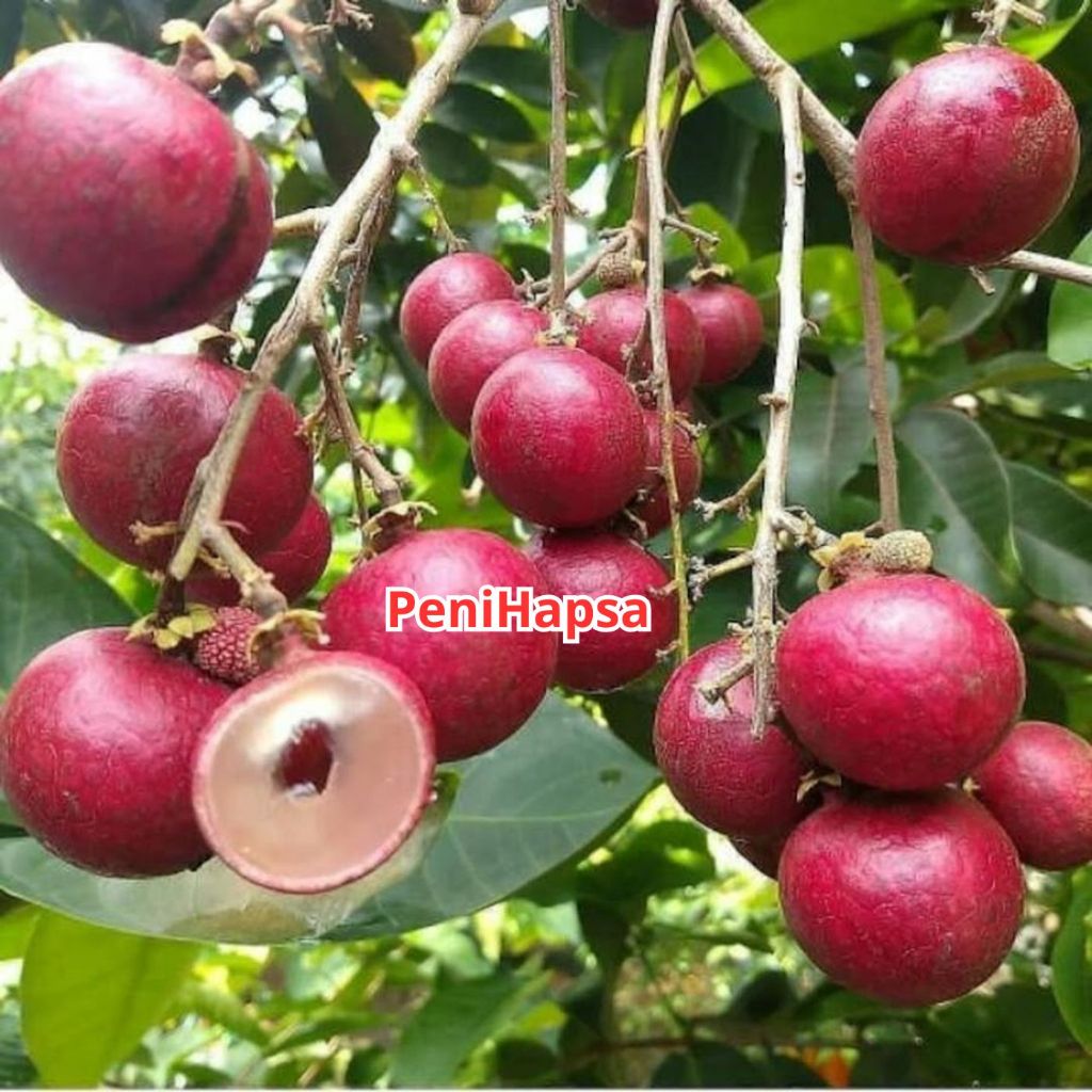 Bibit Kelengkeng Merah 1 Meter Hasil Okulasi