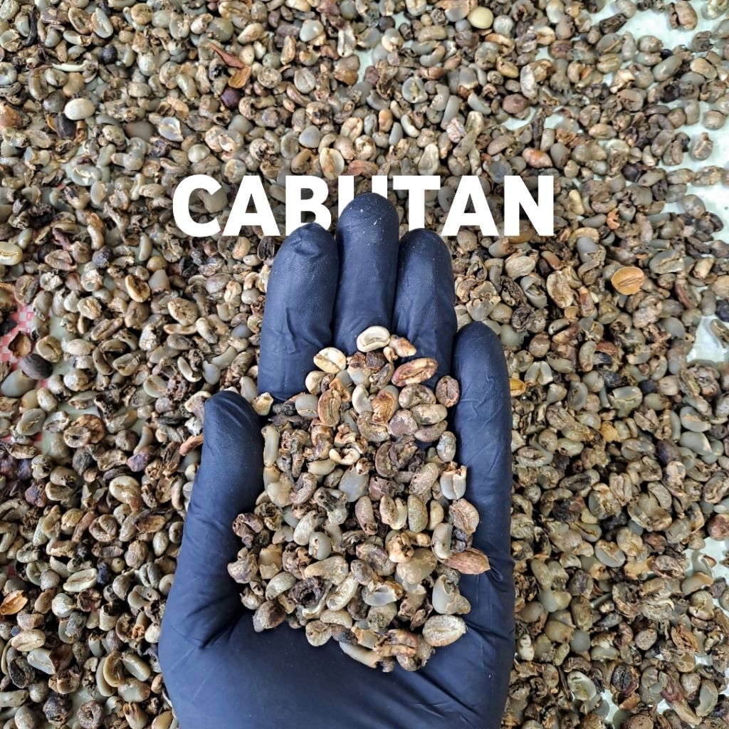 

Green Bean Arabica Gayo Semiwash G5 | Yong Coffee