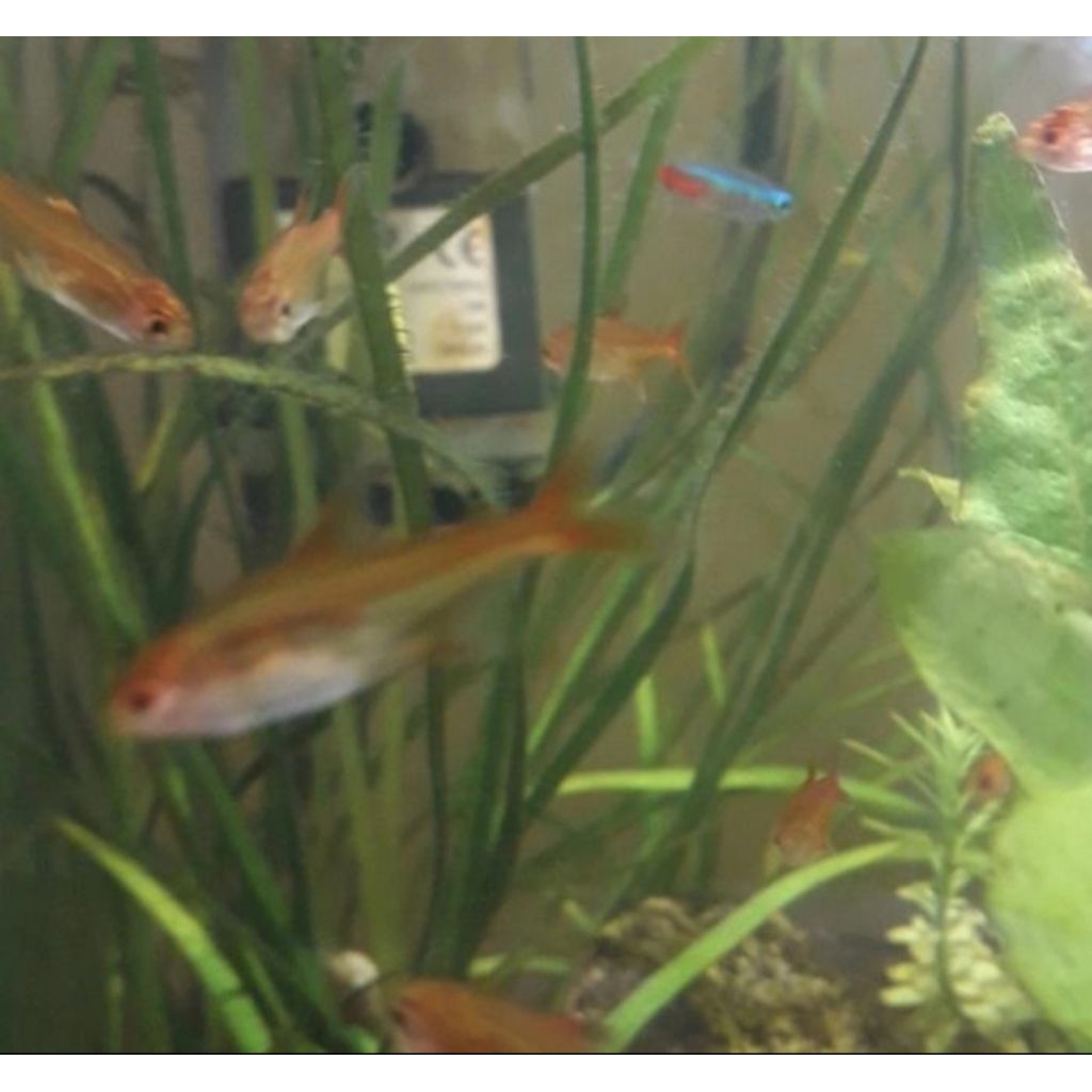 Amandae ikan aquascape