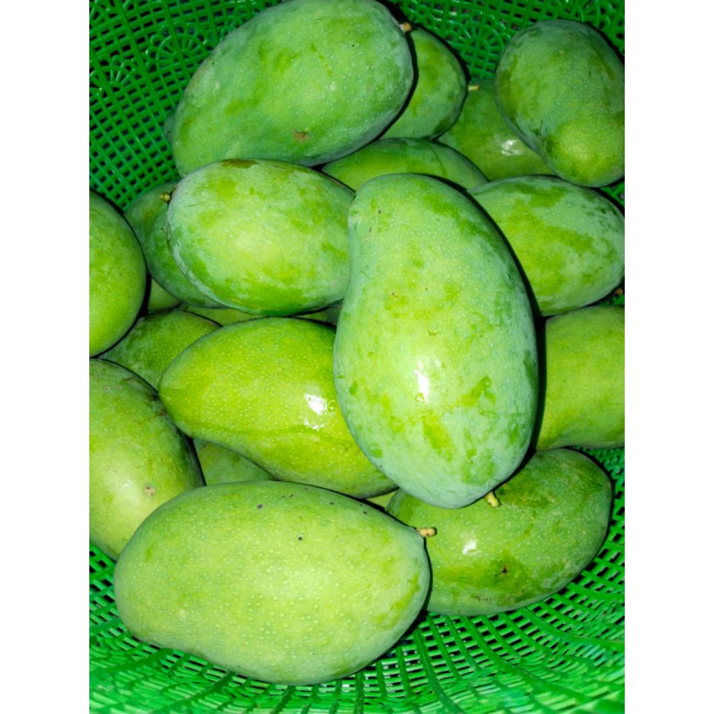 

1kg mangga muda/menta buat rujak.