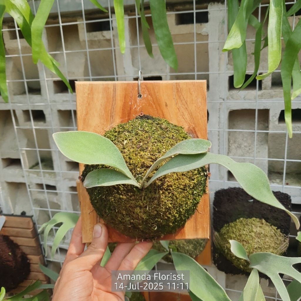 PLATYCERIUM VEITCHII SILVER