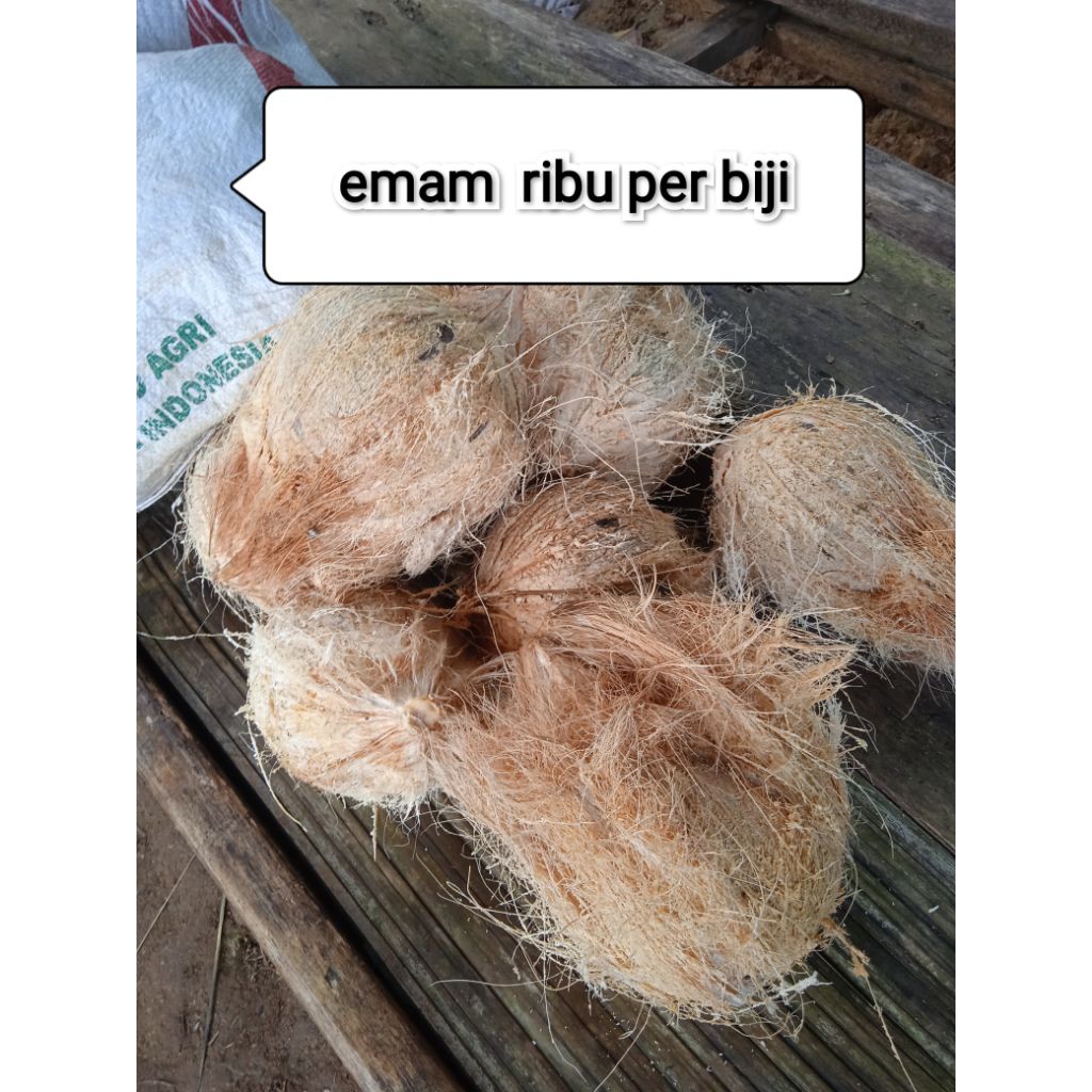 

kelapa sudah di kupas kelapa tua