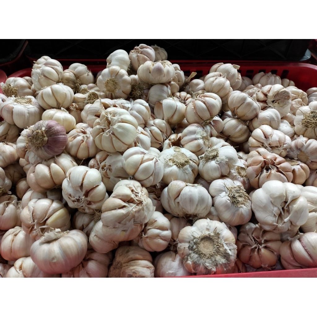 

bawang putih fresh dan berkualitas harga termurah