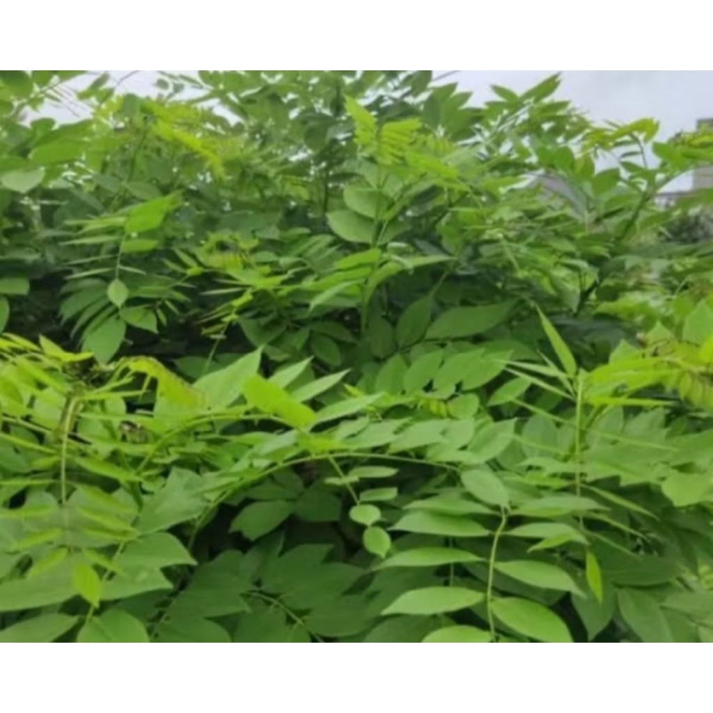 

DAUN GAMAL FRESS 1KG