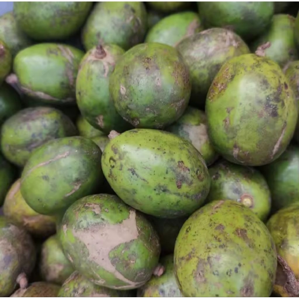

Kedongdong segar langsung petik/1kg