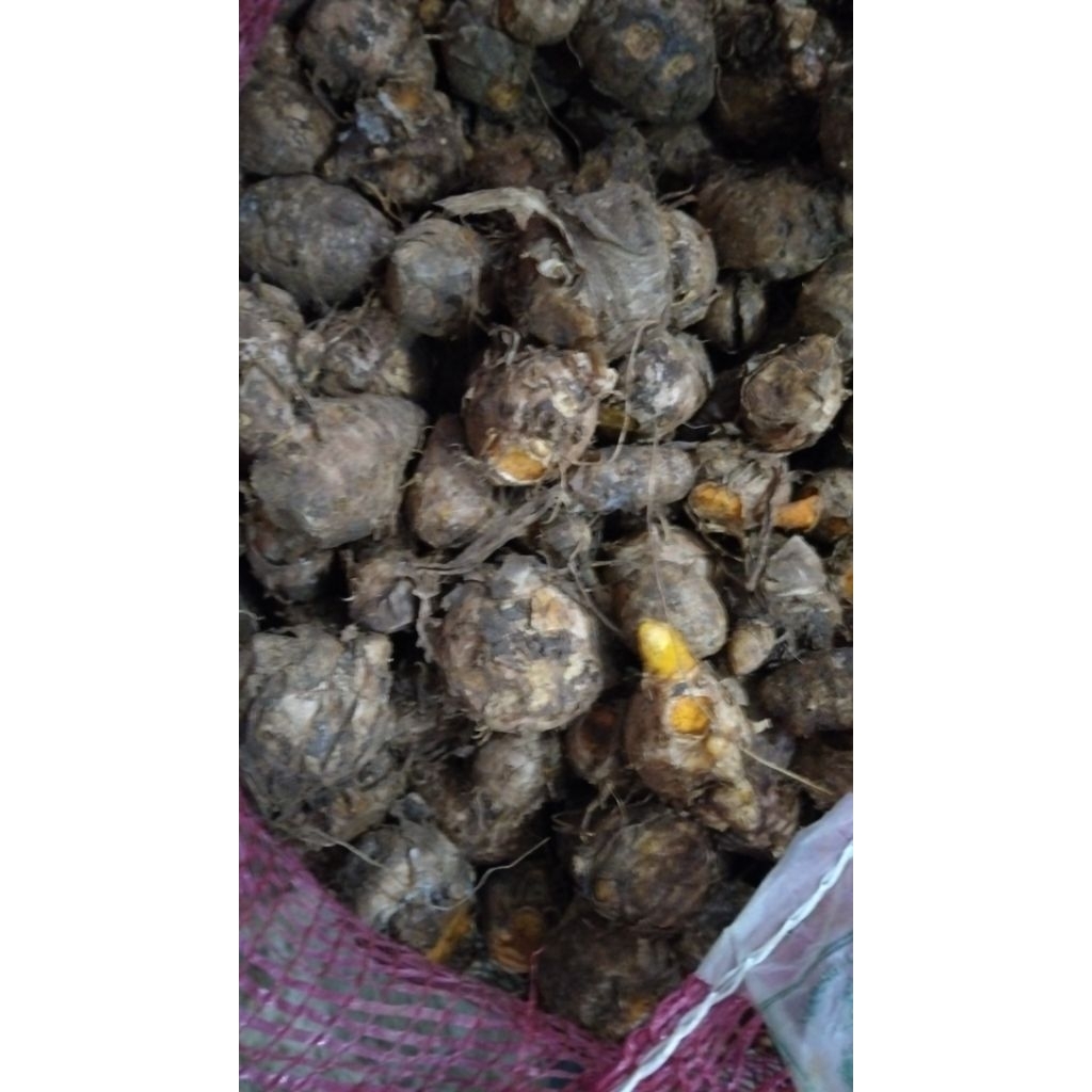 

biang kunyit / empu kunyit 500gram