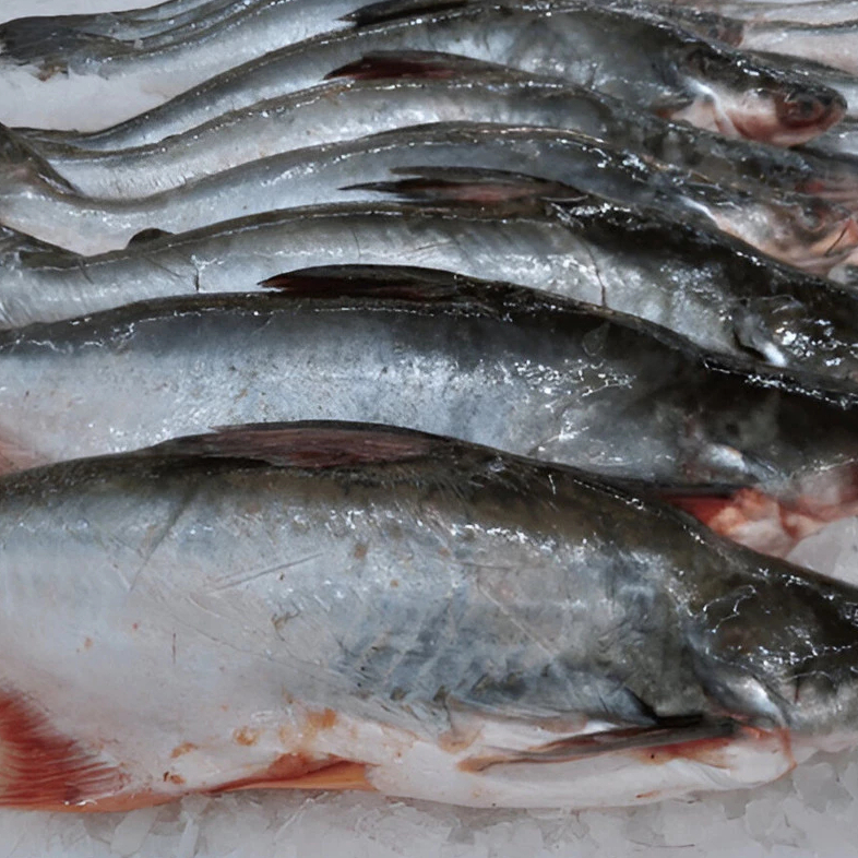 

Ikan Patin Segar Bersih Fresh 1 Kg