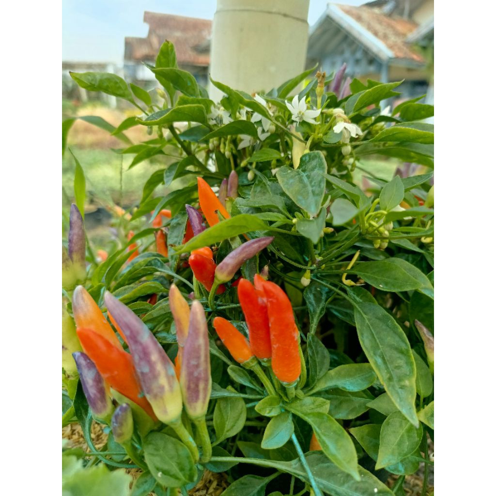 Tanaman hidup cabe pelangi (siap tanam)
