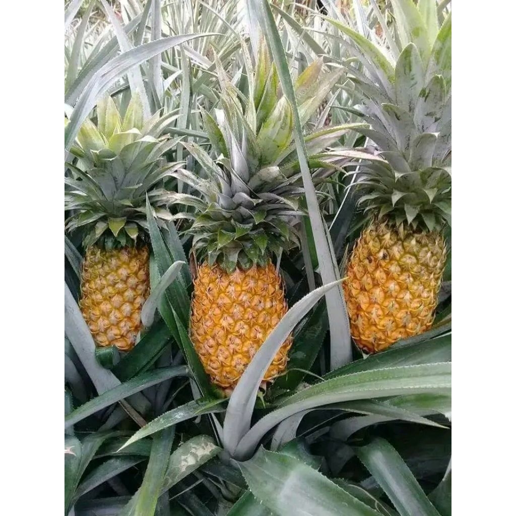 BIBIT POHON NANAS MADU DAUN TANPA DURI