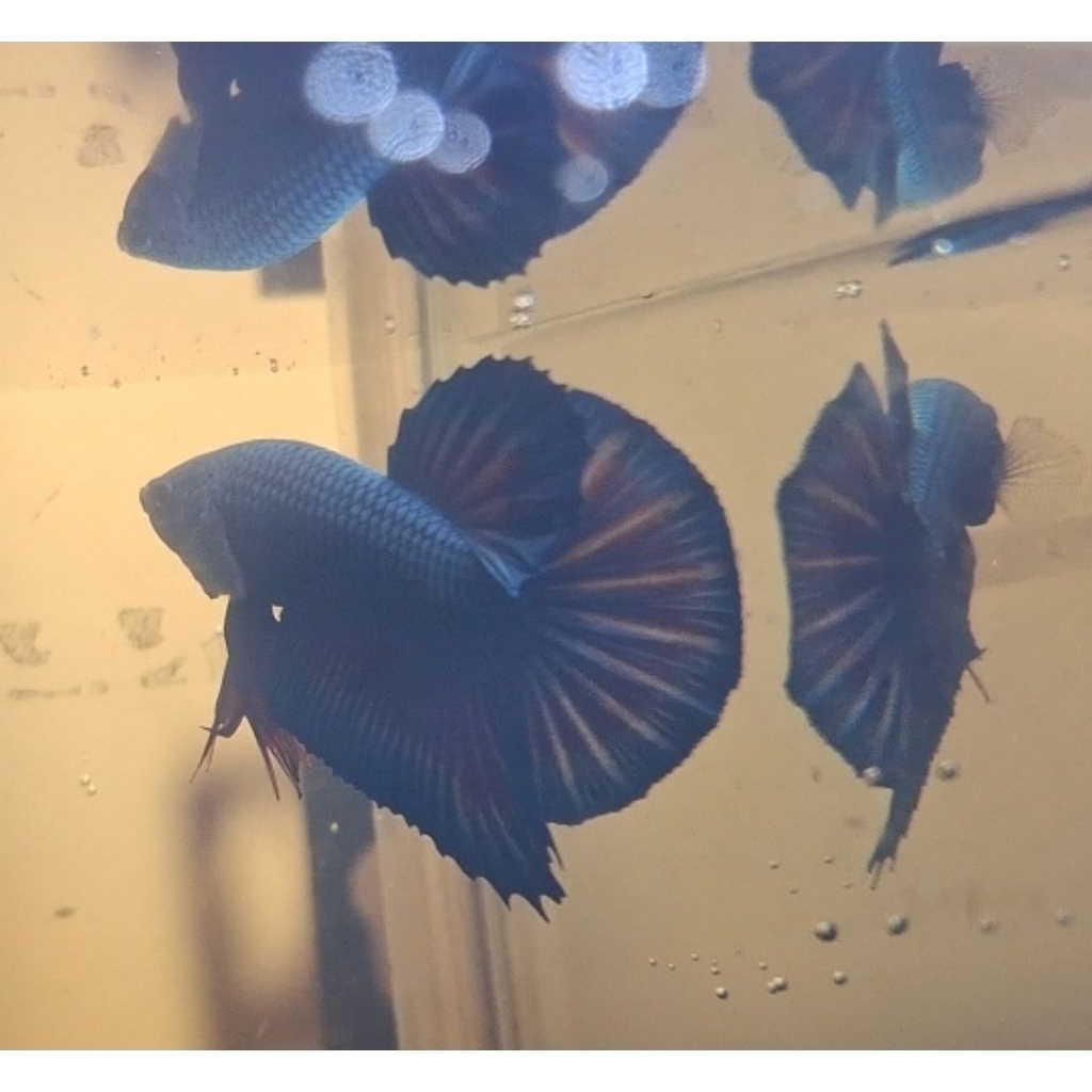 baby giant hmpk combi