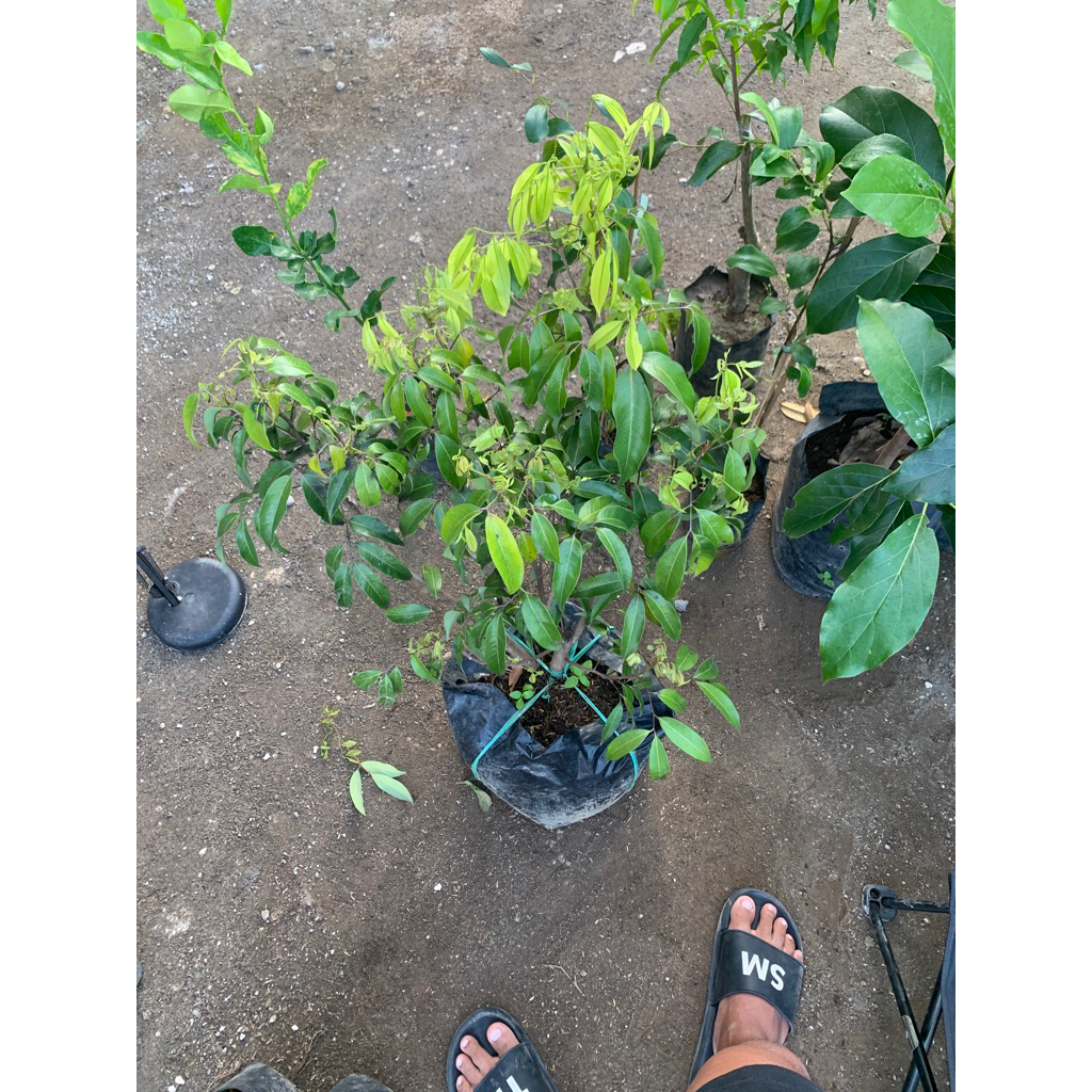 Bibit leci kom Batang besar Hasil cangkok