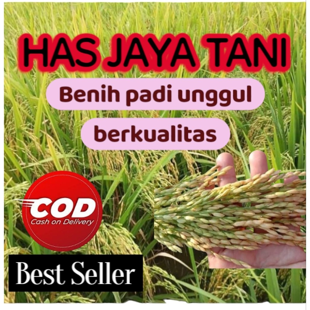 BENIH PADI GENJAH HIBRIDA STERLING KEMASAN 1KG