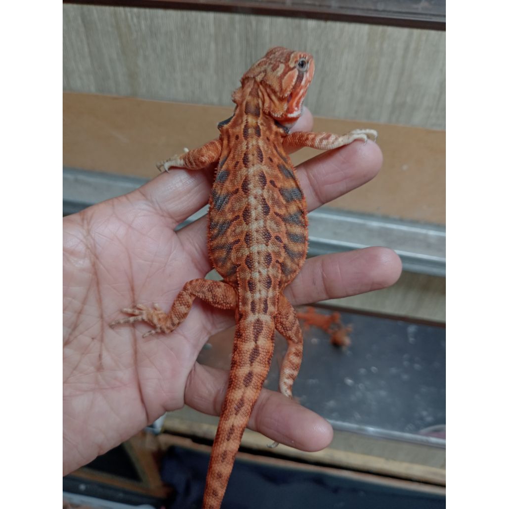 Bearded dragon
