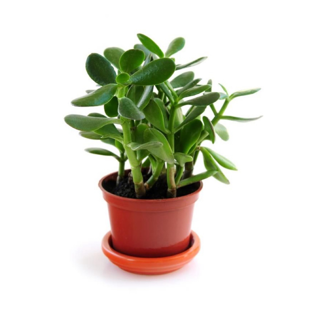 tanaman hias paperomia jade plant - jade plant - jade plant originial