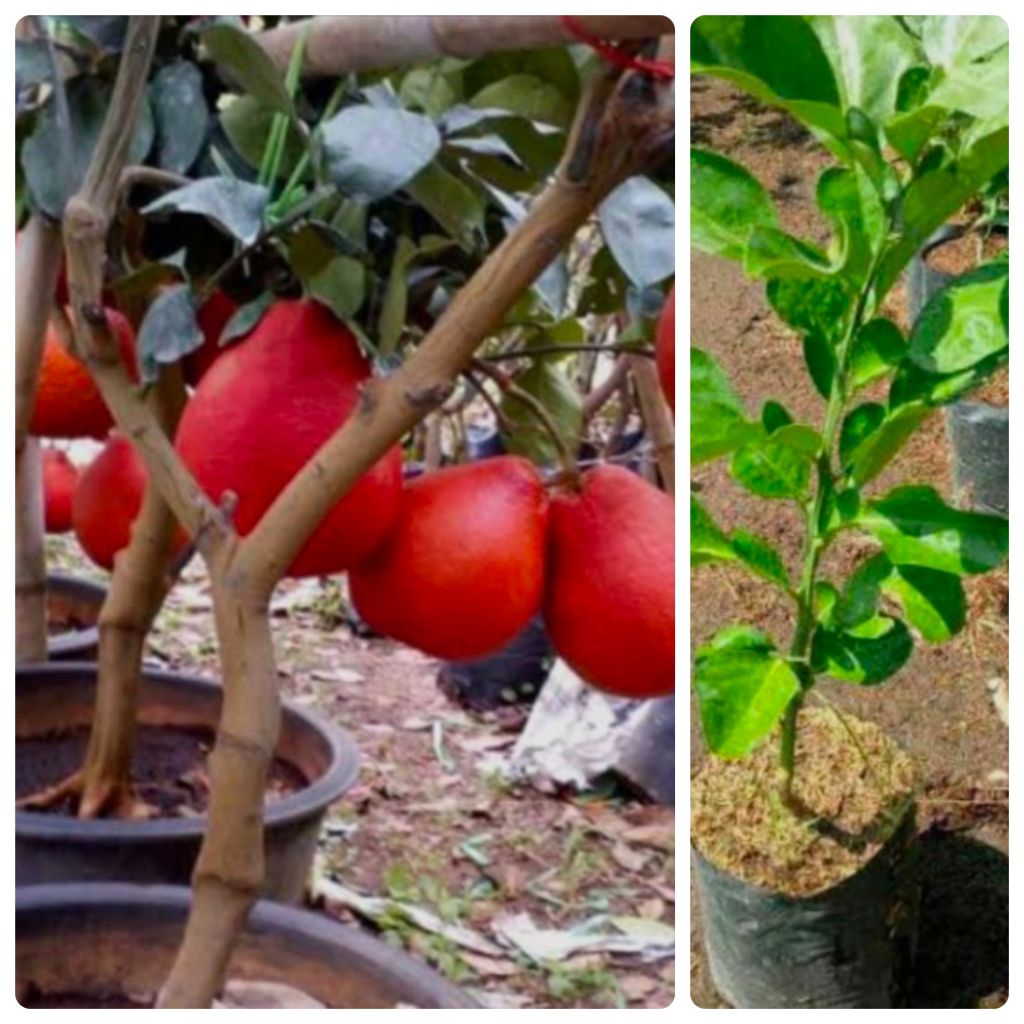 Bibit Buah Jeruk Red pamelo/Jeruk Bali