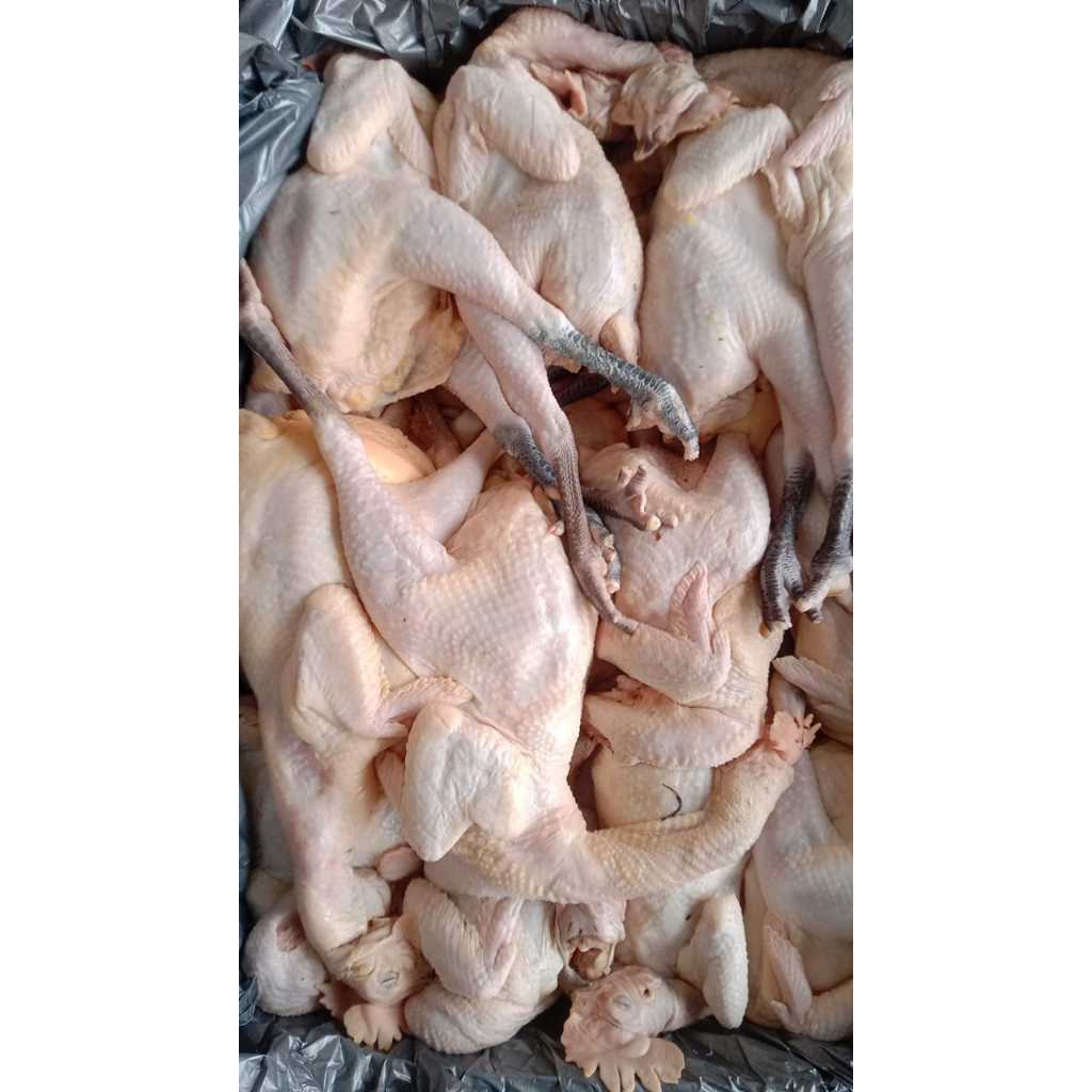 

AYAM KAMPUNG UTUH