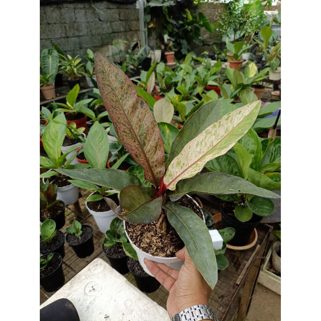 hookeri pink polkadot