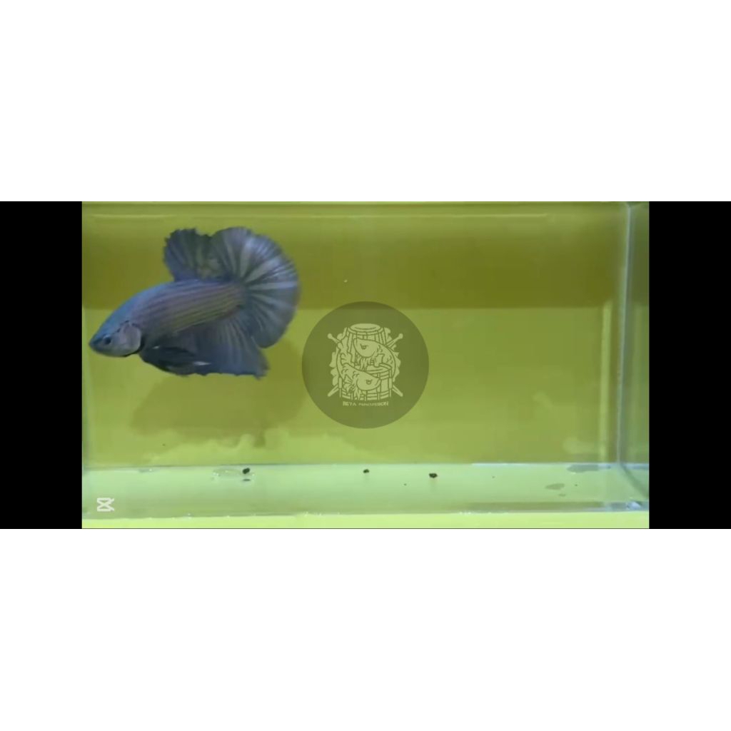 REAL PICT HIASAN AKUARIUM CUPANG HMPK COPPER - SOLID COOPER BETTA AQUARIUM