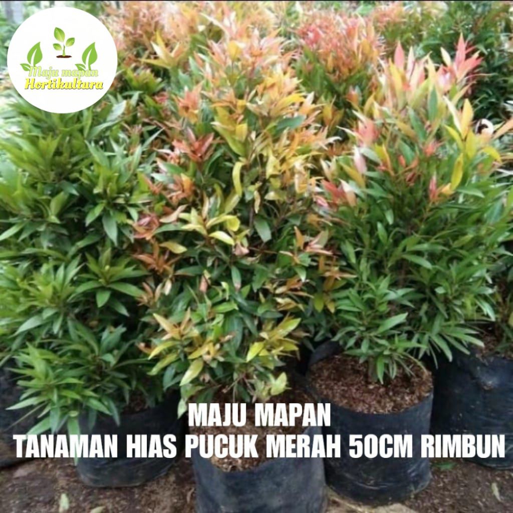 TANAMAN HIAS PUCUK MERAH 50CM RIMBUN