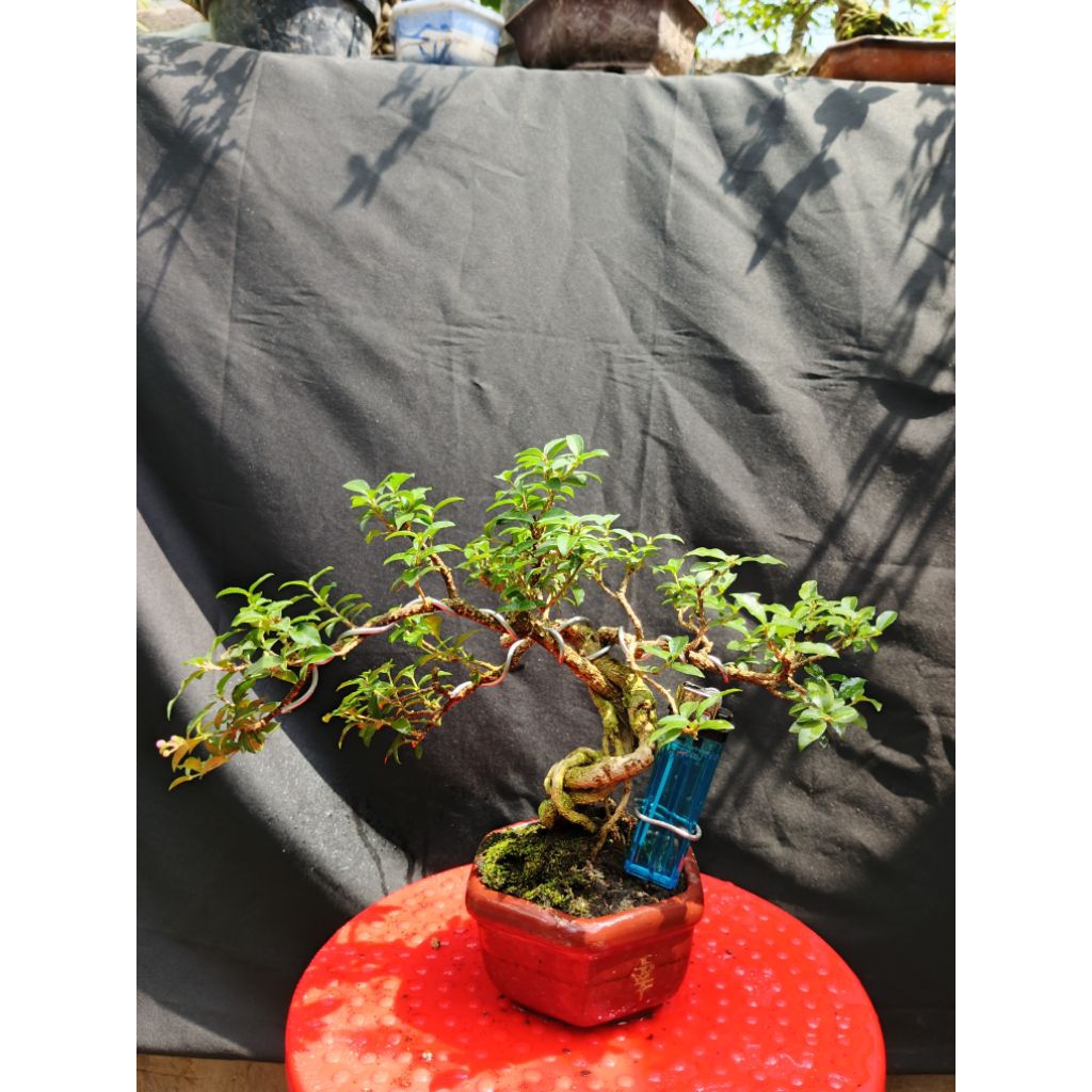 Bonsai sakura mikro siap pajang