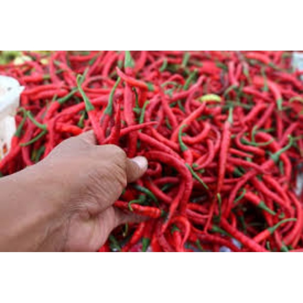 

cabai keriting merah fresh 500g