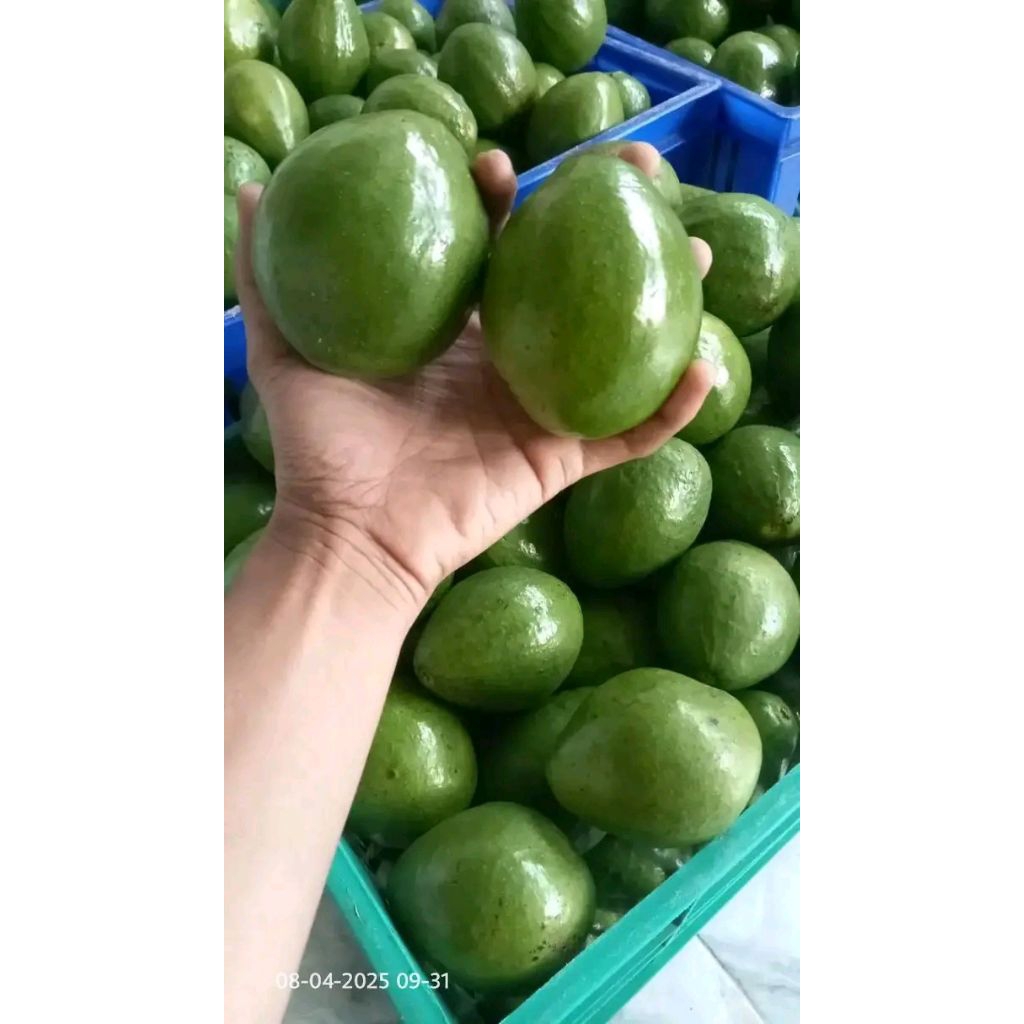 

Forcysn Alpukat Mentega Premium 1Kg Isi 4-5