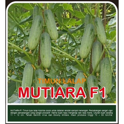 

Timun Lalap MUTIARA F1